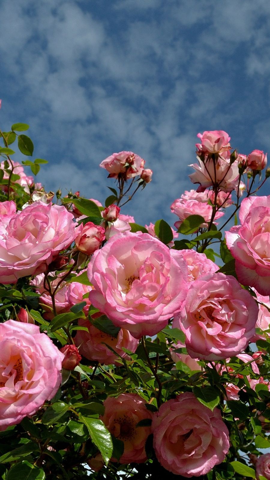 Hình nền điện thoại hoa hồng 5