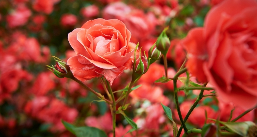 Hoa hồng trồng ở nơi thiếu nắng sẽ có xu hướng vươn cao