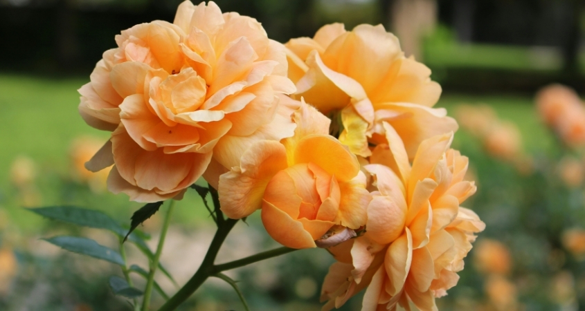 Mệnh Thổ hợp với hoa hồng vàng