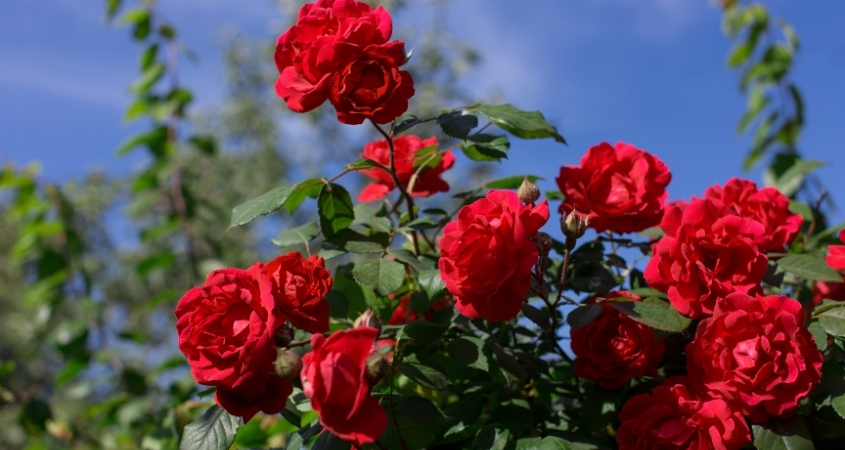 Hoa hồng đỏ thể hiện tình yêu cháy bỏng, mãnh liệt