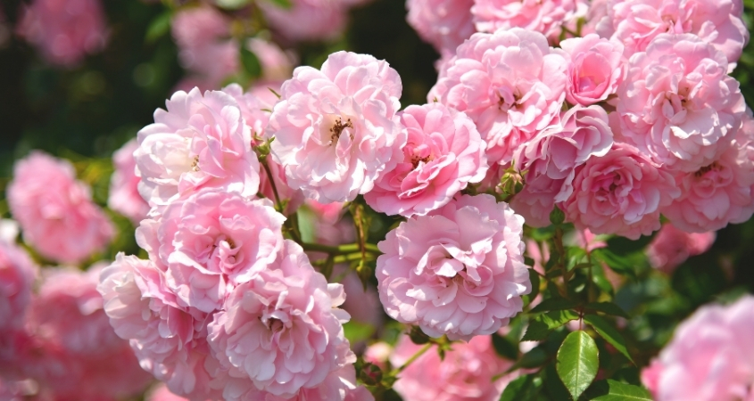 Hoa hồng hồng mang ý nghĩa về sự khởi đầu mới