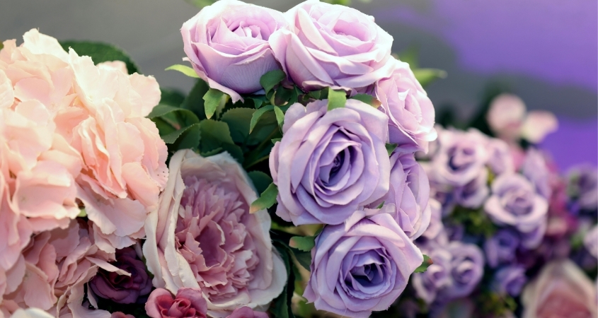Hoa hồng tím thể hiện sự sang trọng, quý phái