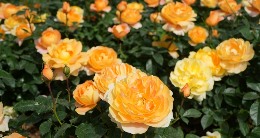 Hoa hồng vàng mang nhiều tầng ý nghĩa