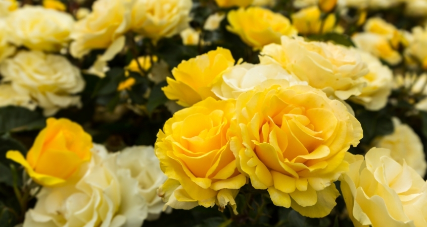 Hoa hồng đại diện cho vẻ đẹp kiêu sa