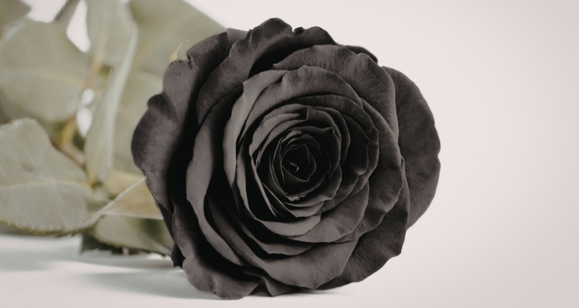 Hoa hồng đen thể hiện sự chia ly hoặc tái sinh