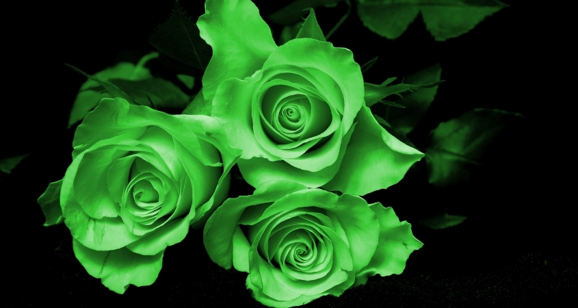 Hoa hồng xanh lá đại diện cho sự hy vọng, thành công