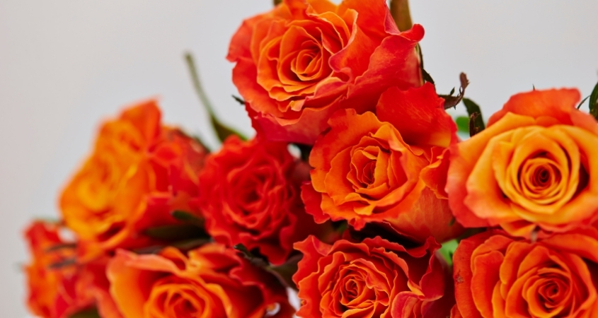 Hoa hồng cam thể hiện sự nhiệt huyết, đam mê