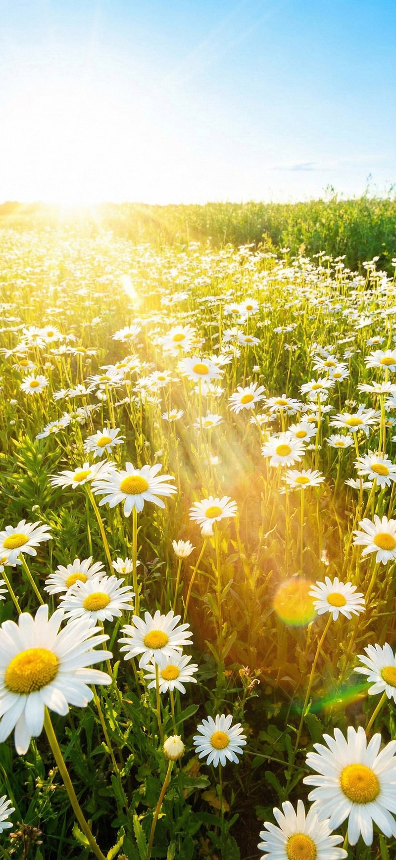 Hình nền hoa đẹp rực rỡ cho iPhone