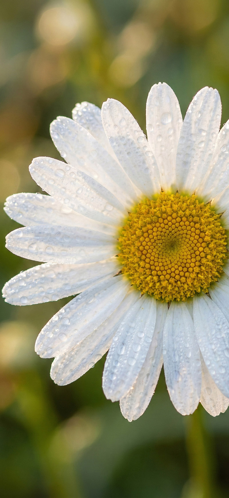 Hình nền hoa đẹp rực rỡ cho iPhone