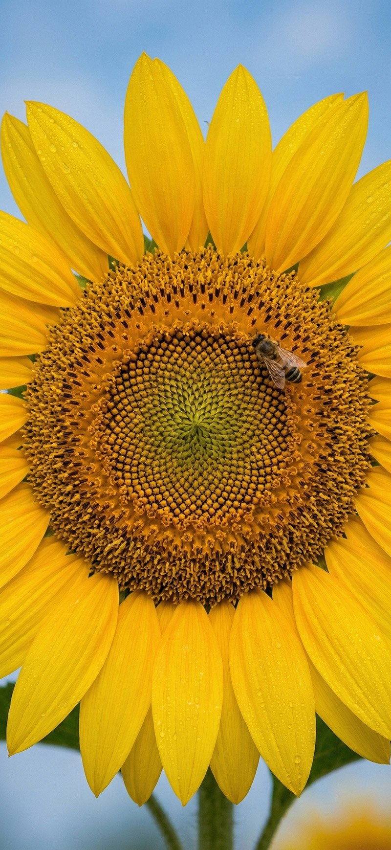 Hình nền hoa đẹp rực rỡ cho iPhone