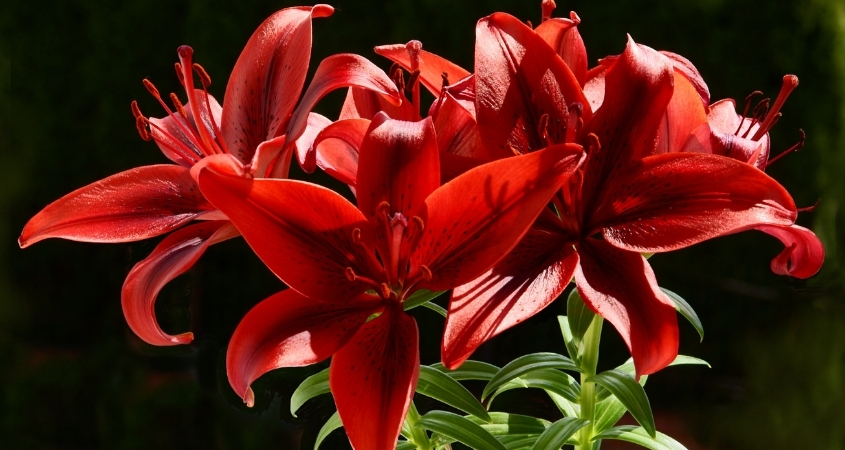 Hoa ly đỏ đại diện cho tình yêu mãnh liệt, nồng cháy