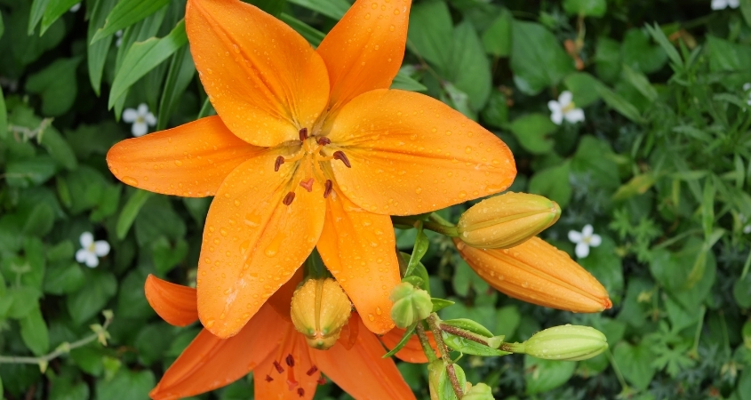 Tuỳ theo đặc điểm sinh thái mà ly được chia thành nhiều loại khác nhau