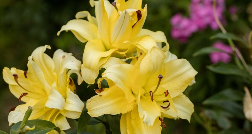 Hoa ly vàng mang ý nghĩa về sự biết ơn, năng lượng tích cực