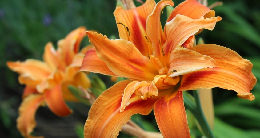 Hoa ly cam mang ý nghĩa về sự nhiệt huyết