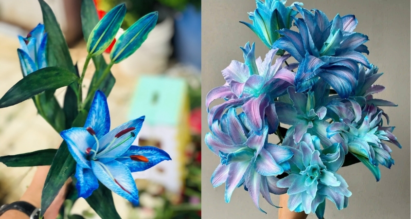 Hoa ly xanh đại diện cho sự bình yên, hy vọng