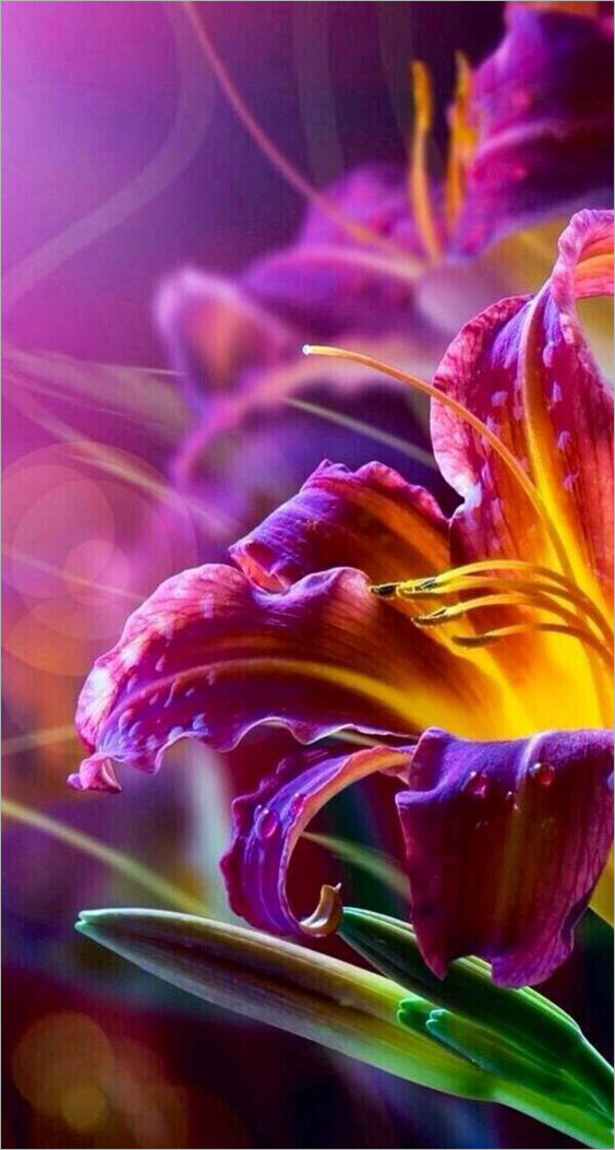 Hình nền điện thoại hoa ly 3