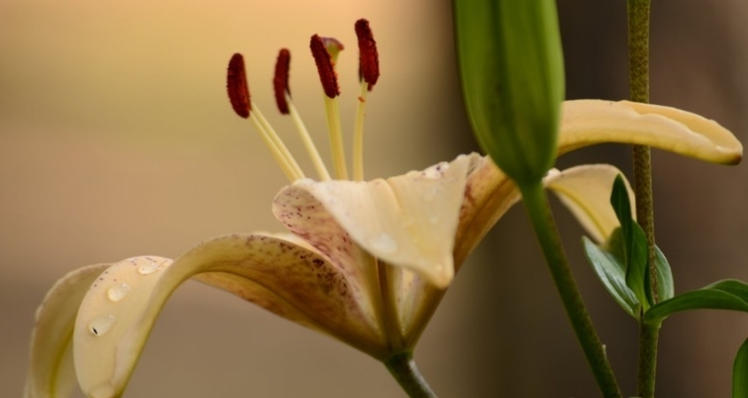 Hình nền máy tính hoa ly 2