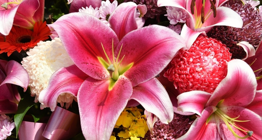 Hình nền máy tính hoa ly 3