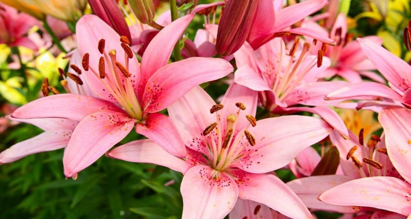 Hình nền máy tính hoa ly 4