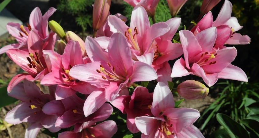 Hoa ly hồng đại diện cho sự ngọt ngào, nữ tính