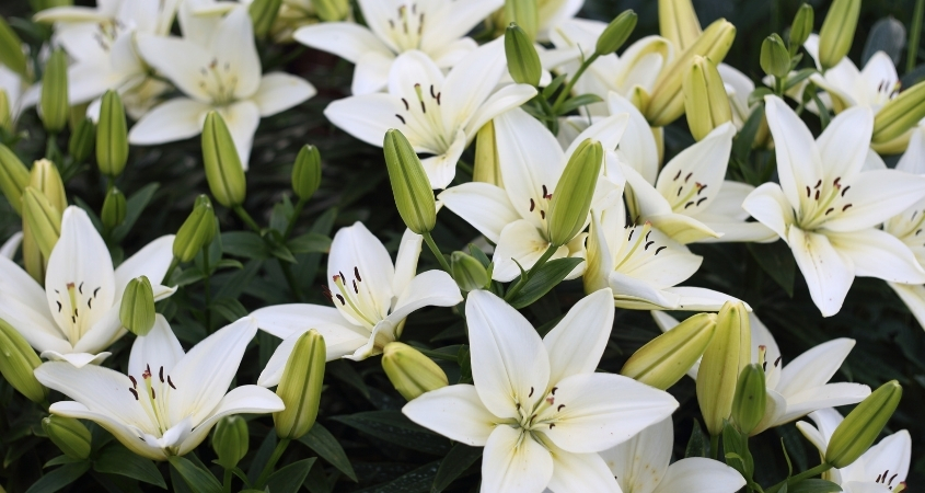 Hoa ly đại diện cho sự sum vầy, viên mãn