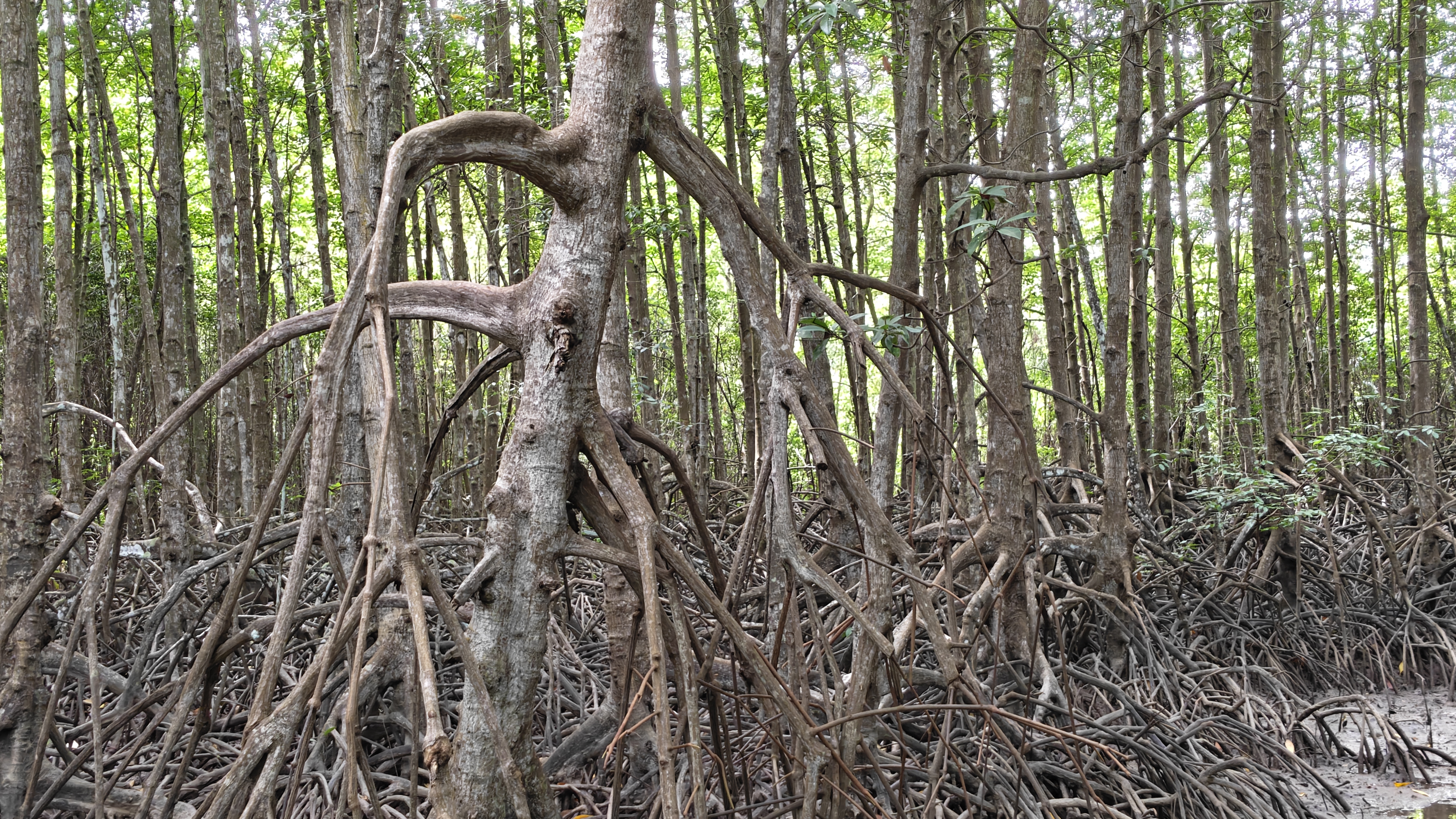 Đánh Giá Oppo Reno15 5G: Pin Siêu Trâu, Chụp Ảnh Đẹp, Snpadragon 7 Gen 4 Mượt Mà