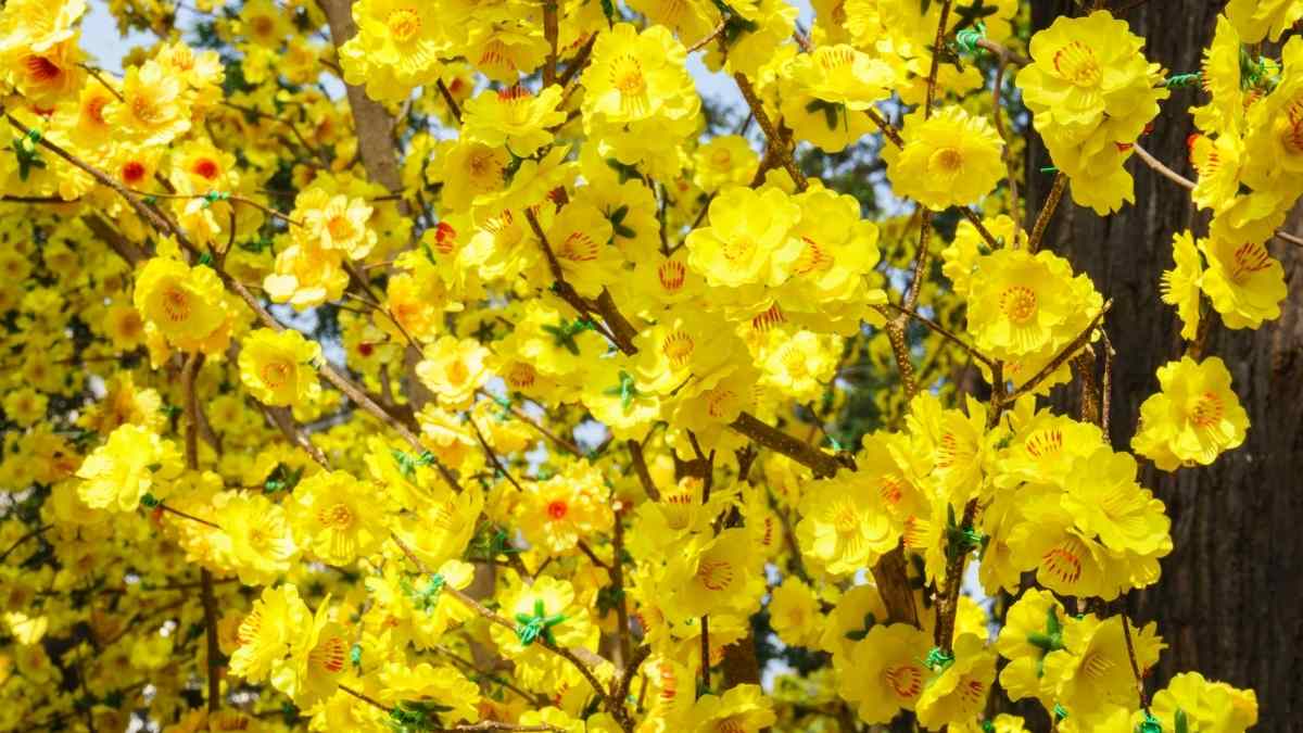 Hình nền hoa Mai ngày Tết 3D sắc nét Hình nền hoa Mai ngày Tết 3D sắc nét