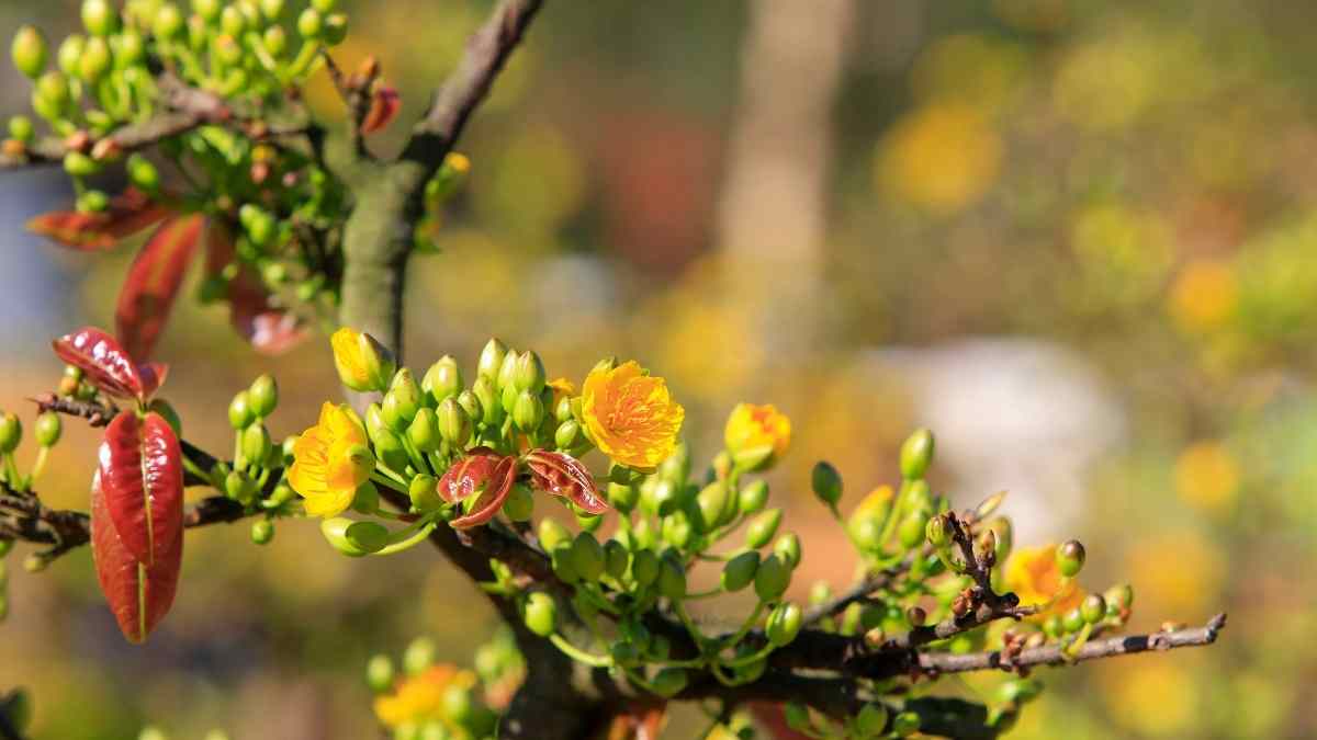 Hình nền hoa Mai ngày Tết 3D sắc nét Hình nền hoa Mai ngày Tết 3D sắc nét