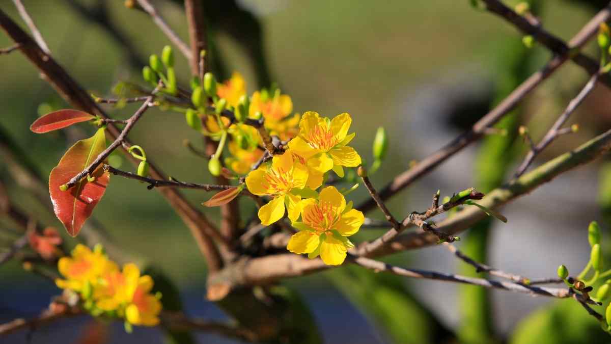 Hình nền hoa Mai ngày Tết 3D sắc nét Hình nền hoa Mai ngày Tết 3D sắc nét