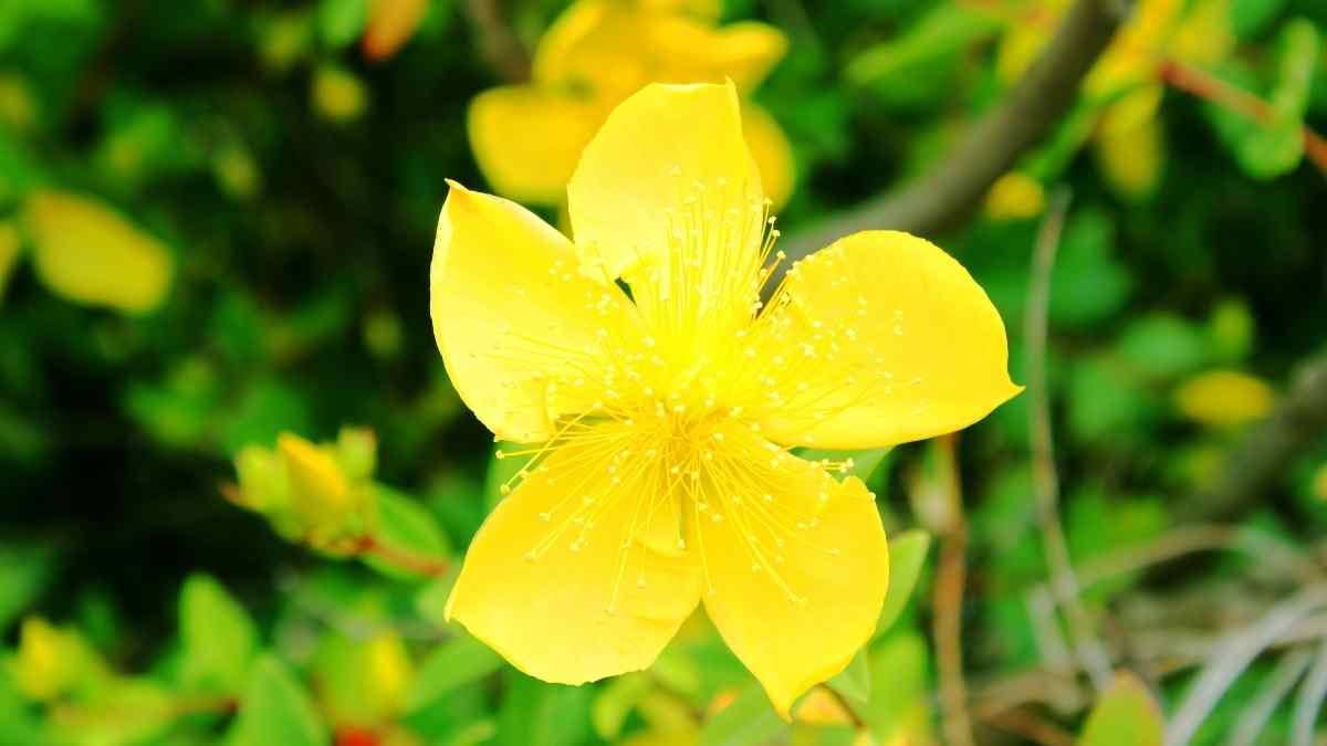 Hình nền hoa Mai ngày Tết 3D sắc nét Hình nền hoa Mai ngày Tết 3D sắc nét