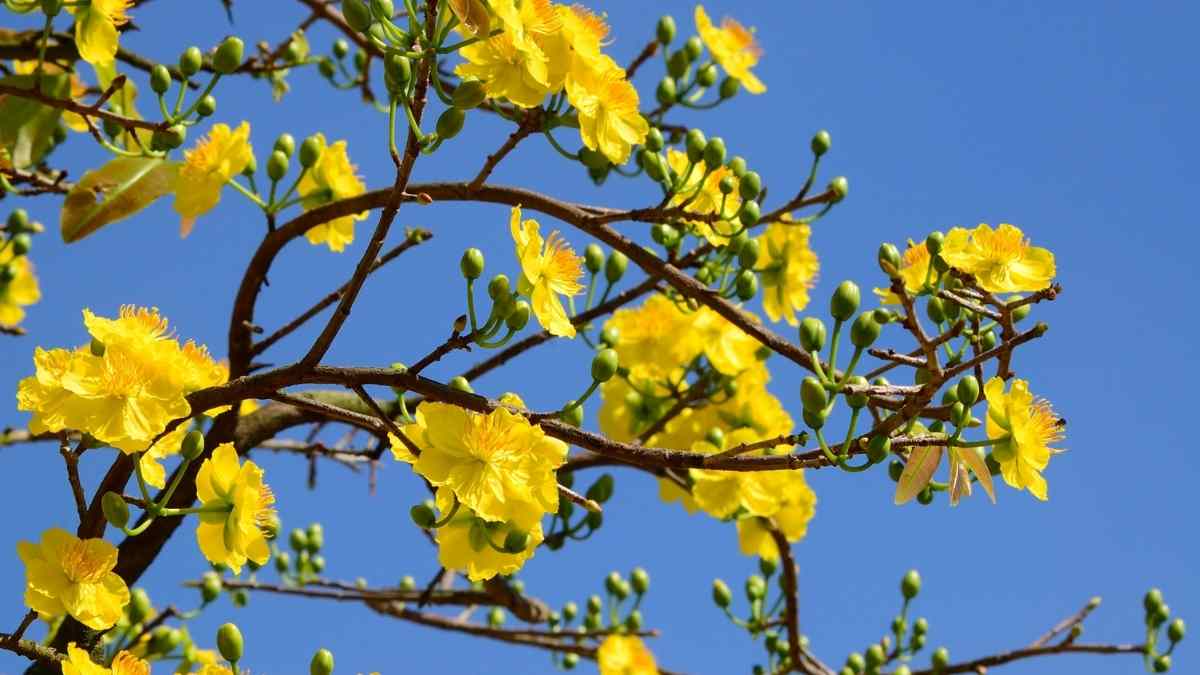 Hình nền hoa Mai ngày Tết 3D sắc nét Hình nền hoa Mai ngày Tết 3D sắc nét