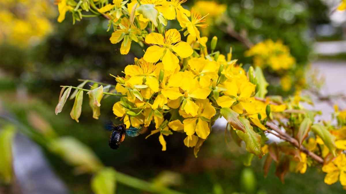 Hình nền hoa Mai ngày Tết 3D sắc nét Hình nền hoa Mai ngày Tết 3D sắc nét