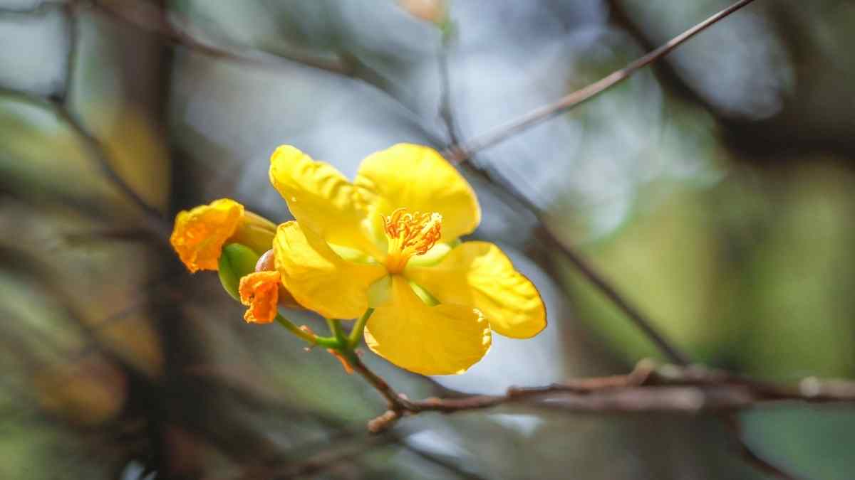 Hình nền hoa Mai ngày Tết 3D sắc nét Hình nền hoa Mai ngày Tết 3D sắc nét