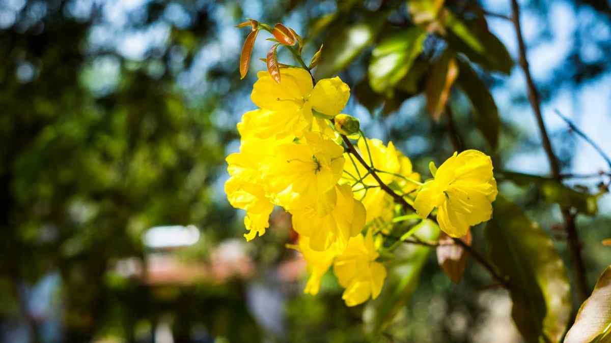 Hình nền hoa Mai ngày Tết 3D sắc nét Hình nền hoa Mai ngày Tết 3D sắc nét