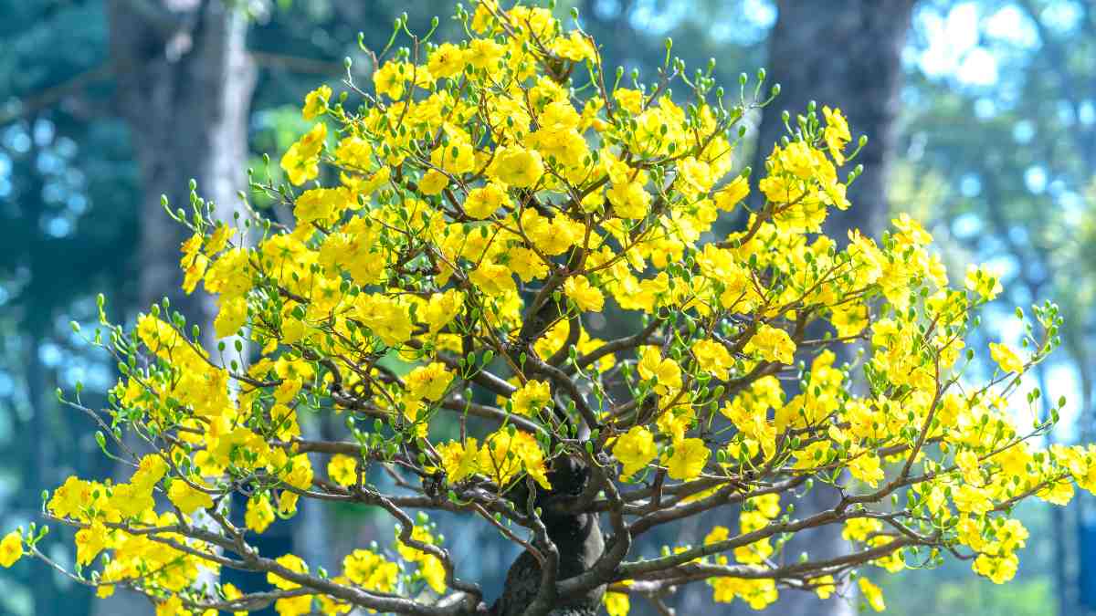 Hình nền hoa Mai ngày Tết 3D sắc nét Hình nền hoa Mai ngày Tết 3D sắc nét