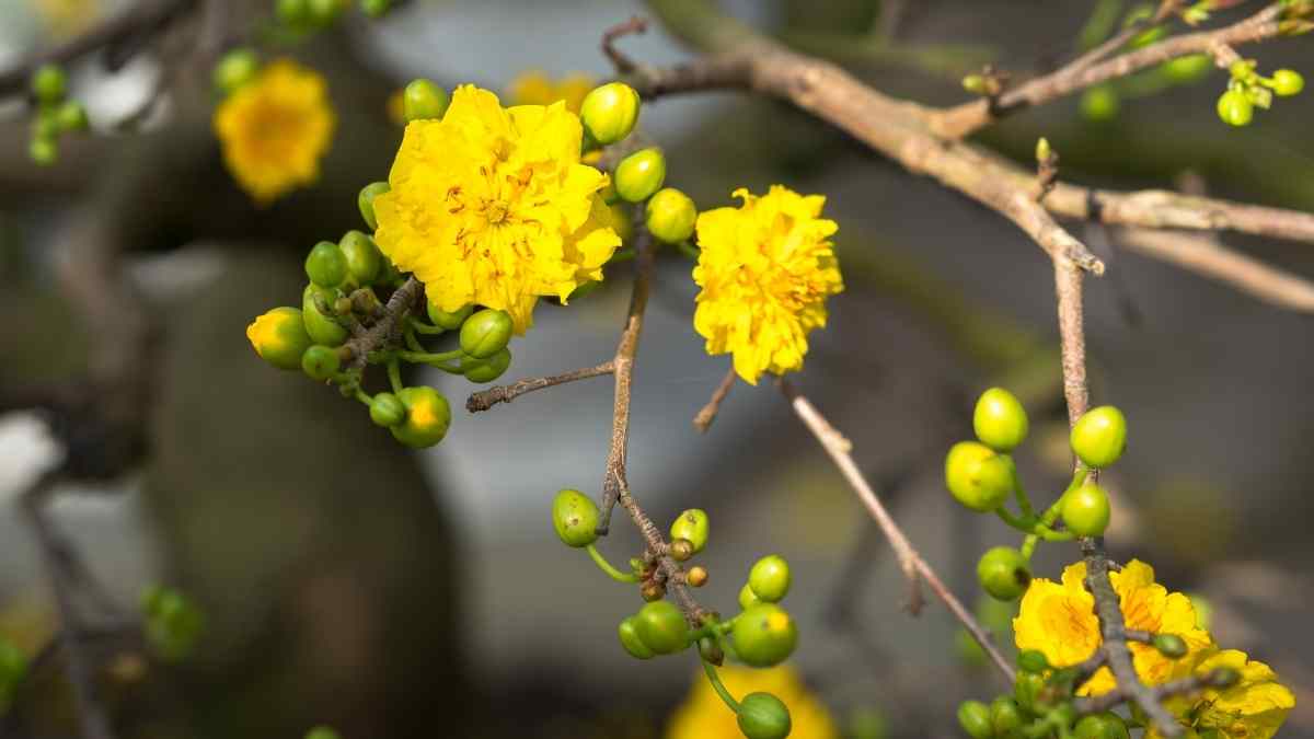 Hình nền hoa Mai ngày Tết 3D sắc nét Hình nền hoa Mai ngày Tết 3D sắc nét