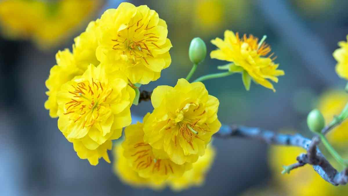 Hình nền hoa Mai ngày Tết 3D sắc nét Hình nền hoa Mai ngày Tết 3D sắc nét