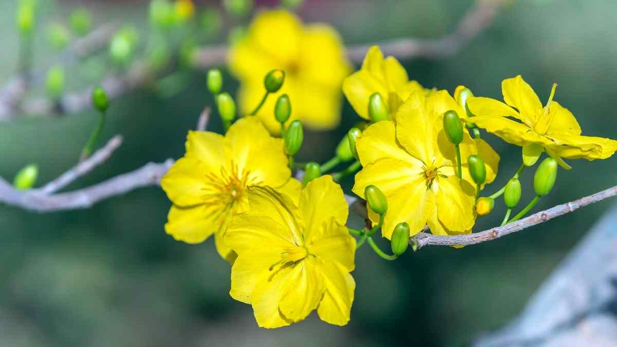 Hình nền hoa Mai ngày Tết 3D sắc nét Hình nền hoa Mai ngày Tết 3D sắc nét