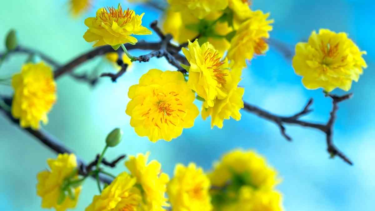 Hình nền hoa Mai ngày Tết 3D sắc nét Hình nền hoa Mai ngày Tết 3D sắc nét