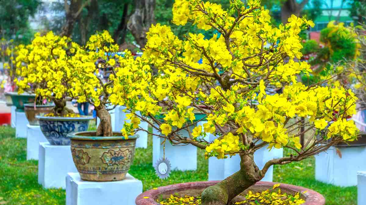 Hình nền hoa Mai ngày Tết 3D sắc nét Hình nền hoa Mai ngày Tết 3D sắc nét