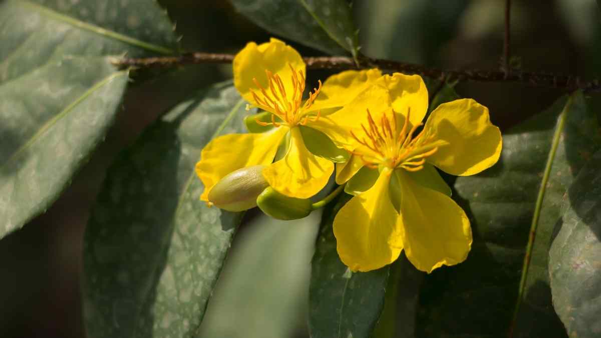 Hình nền hoa Mai ngày Tết 3D sắc nét Hình nền hoa Mai ngày Tết 3D sắc nét