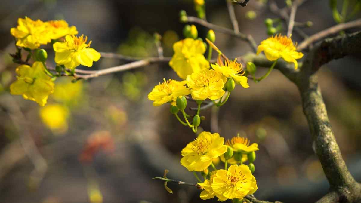 Hình nền hoa Mai ngày Tết 3D sắc nét Hình nền hoa Mai ngày Tết 3D sắc nét