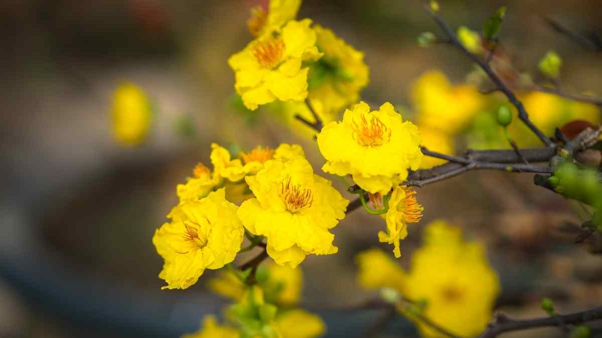 Hình nền hoa Mai ngày Tết 3D sắc nét Hình nền hoa Mai ngày Tết 3D sắc nét