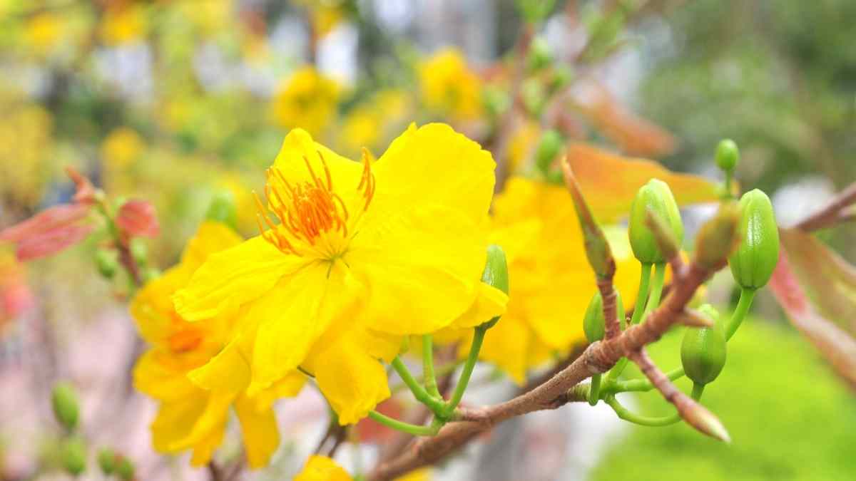 Hình nền hoa Mai ngày Tết 3D sắc nét Hình nền hoa Mai ngày Tết 3D sắc nét