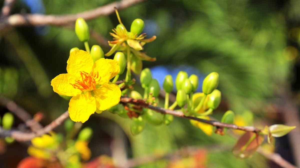 Hình nền hoa Mai ngày Tết 3D sắc nét Hình nền hoa Mai ngày Tết 3D sắc nét