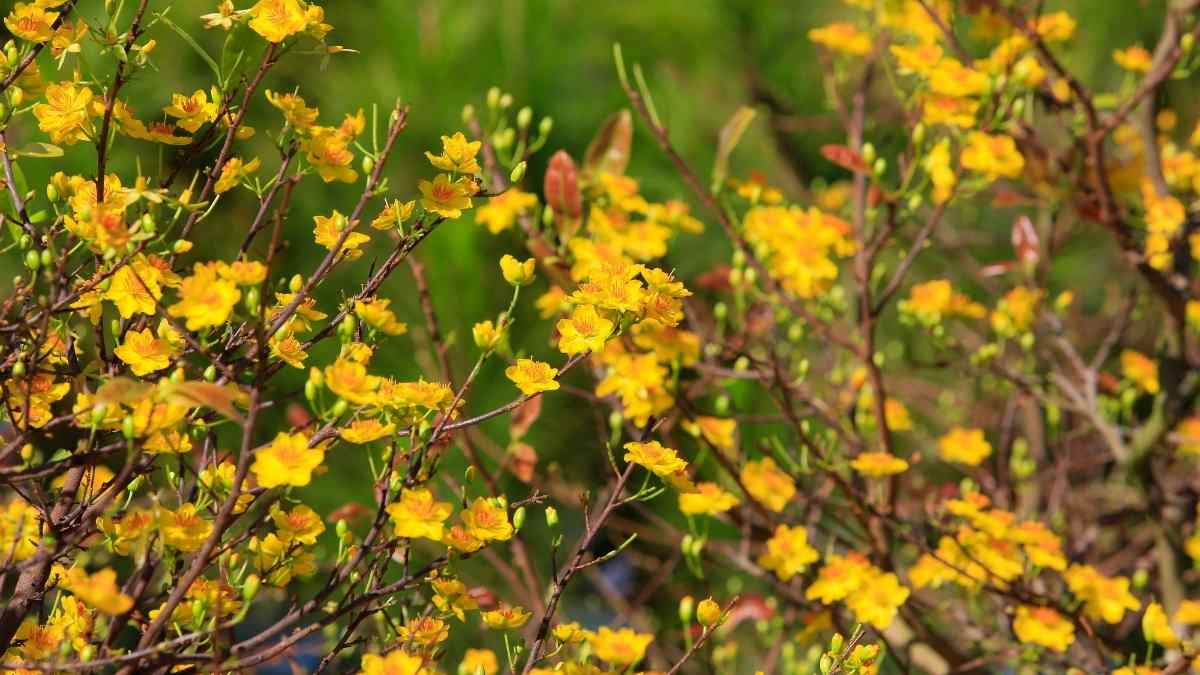 Hình nền hoa Mai ngày Tết 3D sắc nét Hình nền hoa Mai ngày Tết 3D sắc nét