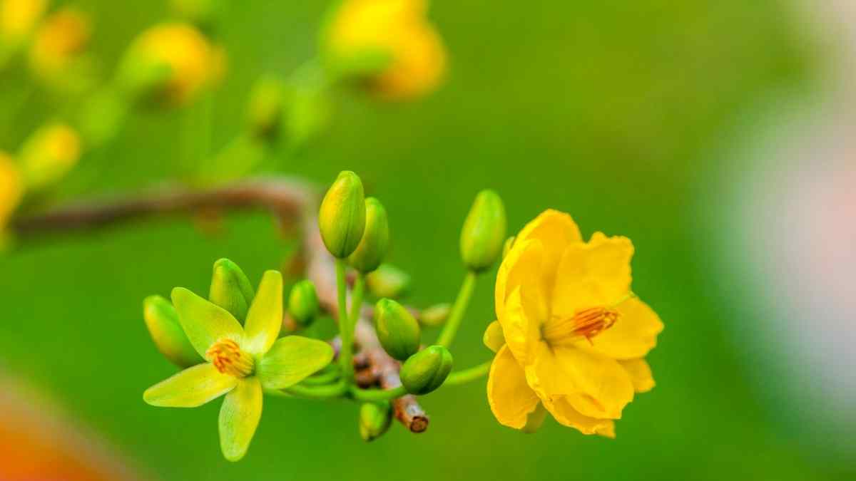 Hình nền hoa Mai ngày Tết 3D sắc nét Hình nền hoa Mai ngày Tết 3D sắc nét