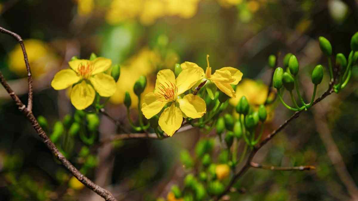 Hình nền hoa Mai ngày Tết 3D sắc nét Hình nền hoa Mai ngày Tết 3D sắc nét