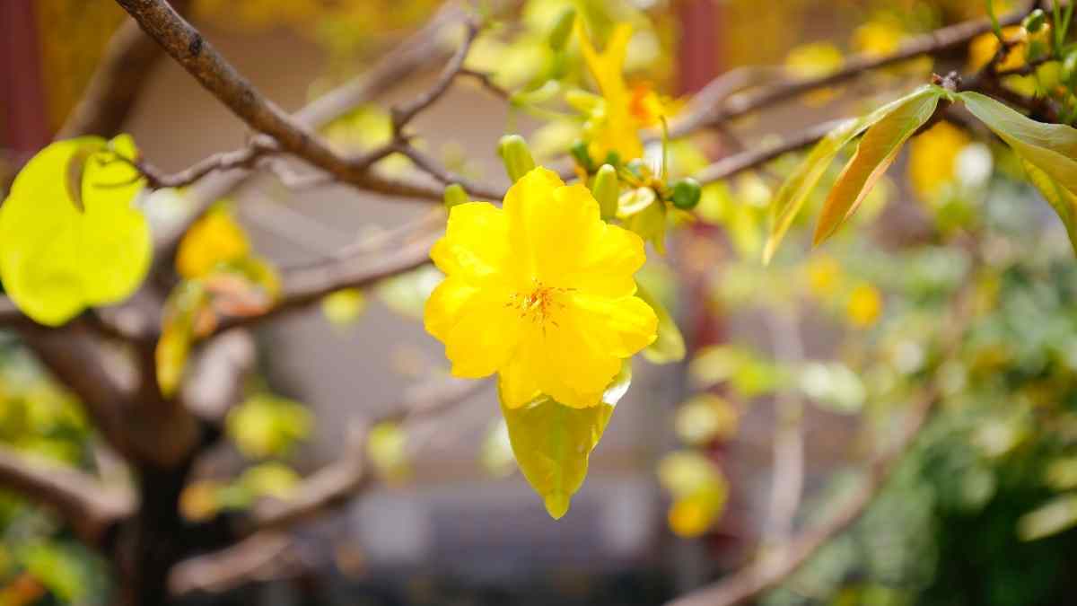 Hình nền hoa Mai ngày Tết 3D sắc nét Hình nền hoa Mai ngày Tết 3D sắc nét