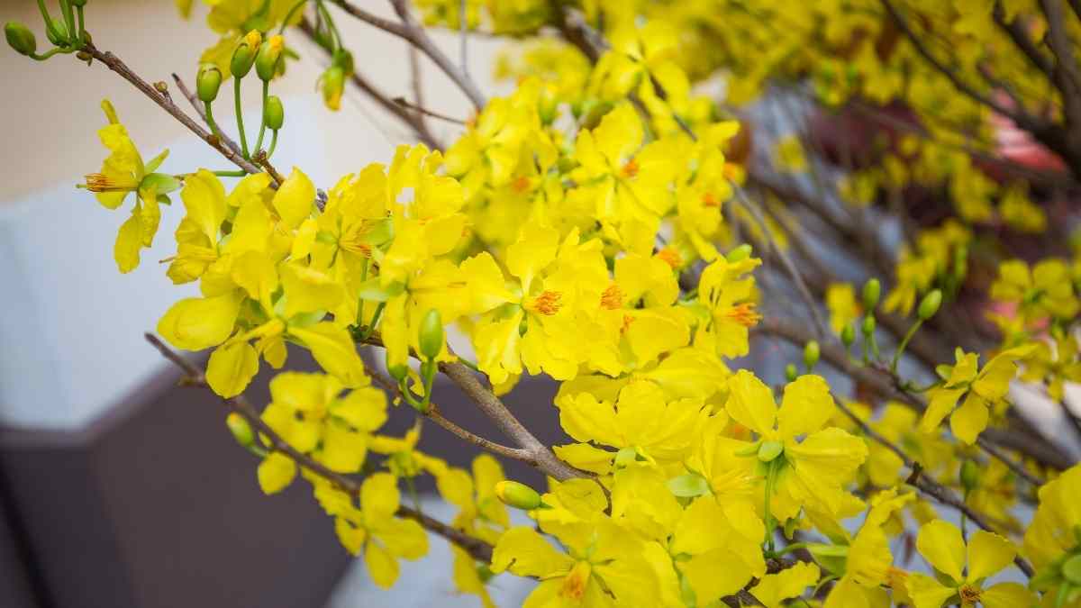 Hình nền hoa Mai ngày Tết 3D sắc nét Hình nền hoa Mai ngày Tết 3D sắc nét